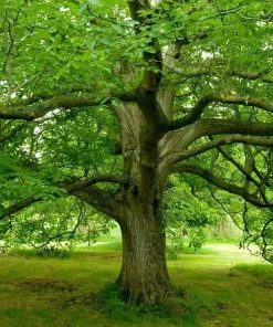 Black Walnut Live Trees - 2 Pack, 10-16