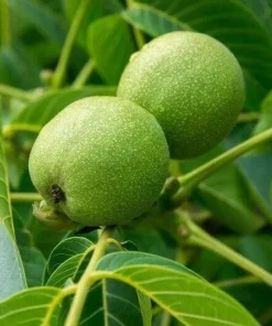 Black Walnut Live Trees - 2 Pack, 10-16