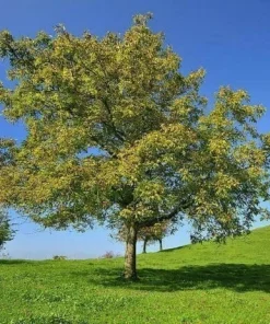 Black Walnut Live Trees - 2 Pack, 10-16