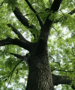 Black Walnut Live Trees - 2 Pack, 10-16