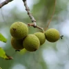 Black Walnut Live Trees - 2 Pack, 10-16" Tall Nut-Bearing Juglans Nigra Seedlings - Image 1