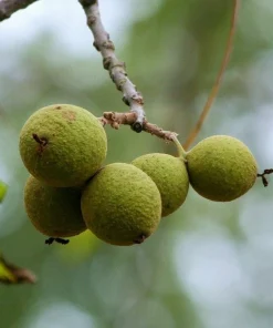 Black Walnut Live Trees - 2 Pack, 10-16" Tall Nut-Bearing Juglans Nigra Seedlings - Image 1