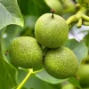 Black Walnut Tree Live Plant - 10-18" Tall Nut-Bearing Seedling Juglans nigra - Image 1