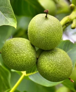 Black Walnut Tree Live Plant - 10-18" Tall Nut-Bearing Seedling Juglans nigra - Image 1