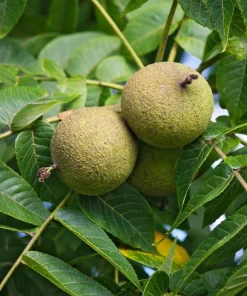 Black Walnut Tree Live Plant - 10-18