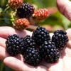 Blackberry Apache Live Thornless Plant - 1-2 Year Old, Edible Fruit Bush - Image 1