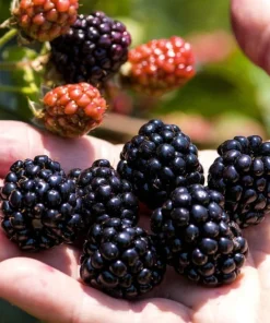 Blackberry Apache Live Thornless Plant - 1-2 Year Old, Edible Fruit Bush - Image 1