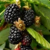 Blackberry Arapaho Live Plant - Thornless Bush, 1-2 Year Old, Pruned, Well Rooted, Outdoor - Image 1