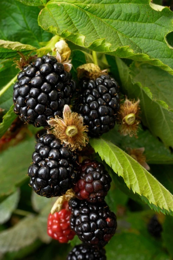Blackberry Arapaho Live Plant - Thornless Bush, 1-2 Year Old, Pruned, Well Rooted, Outdoor - Image 1