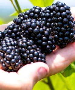 Blackberry Arapaho Live Plant - Thornless Bush, 1-2 Year Old, Pruned, Well Rooted, Outdoor - Image 2