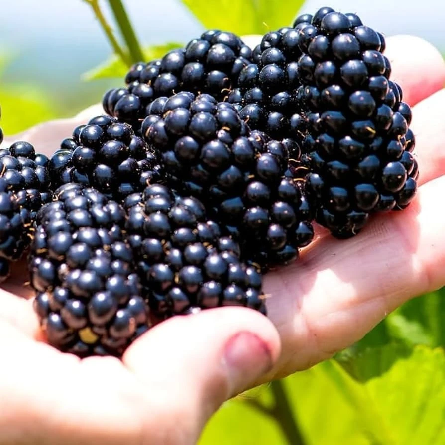 Blackberry Arapaho Live Plant - Thornless Bush, 1-2 Year Old, Pruned, Well Rooted, Outdoor - Image 2