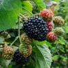 Blackberry Osage Live Thornless Plant - 1-2 Year Old, Pruned, Well-Rooted, Outdoor - Image 1