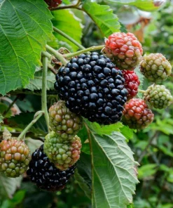 Blackberry Osage Live Thornless Plant - 1-2 Year Old, Pruned, Well-Rooted, Outdoor - Image 1