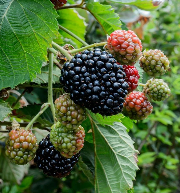 Blackberry Osage Live Thornless Plant - 1-2 Year Old, Pruned, Well-Rooted, Outdoor - Image 1