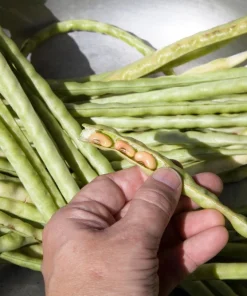Blackeye Pea Seeds - 100 Vigna Unguiculata Southern Cowpea Vegetable Seeds - Image 3
