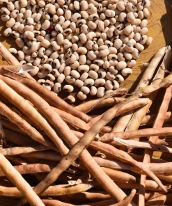 Blackeye Pea Seeds - 100 Vigna Unguiculata Southern Cowpea Vegetable Seeds - Image 4
