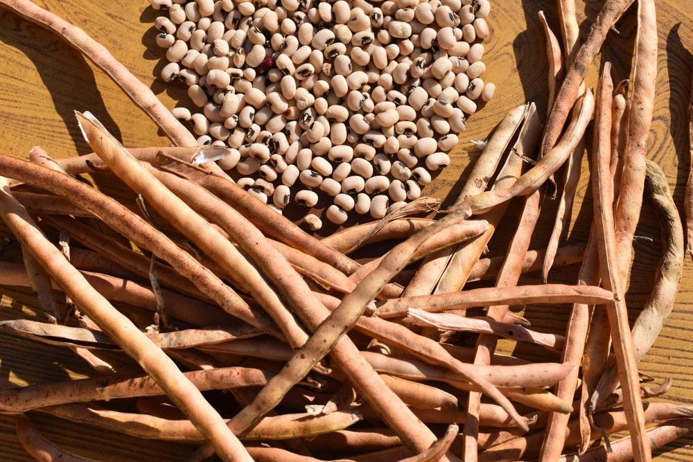Blackeye Pea Seeds - 100 Vigna Unguiculata Southern Cowpea Vegetable Seeds - Image 4