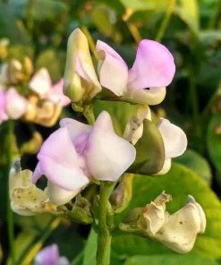 Blackeye Pea Seeds - 100 Vigna Unguiculata Southern Cowpea Vegetable Seeds - Image 5