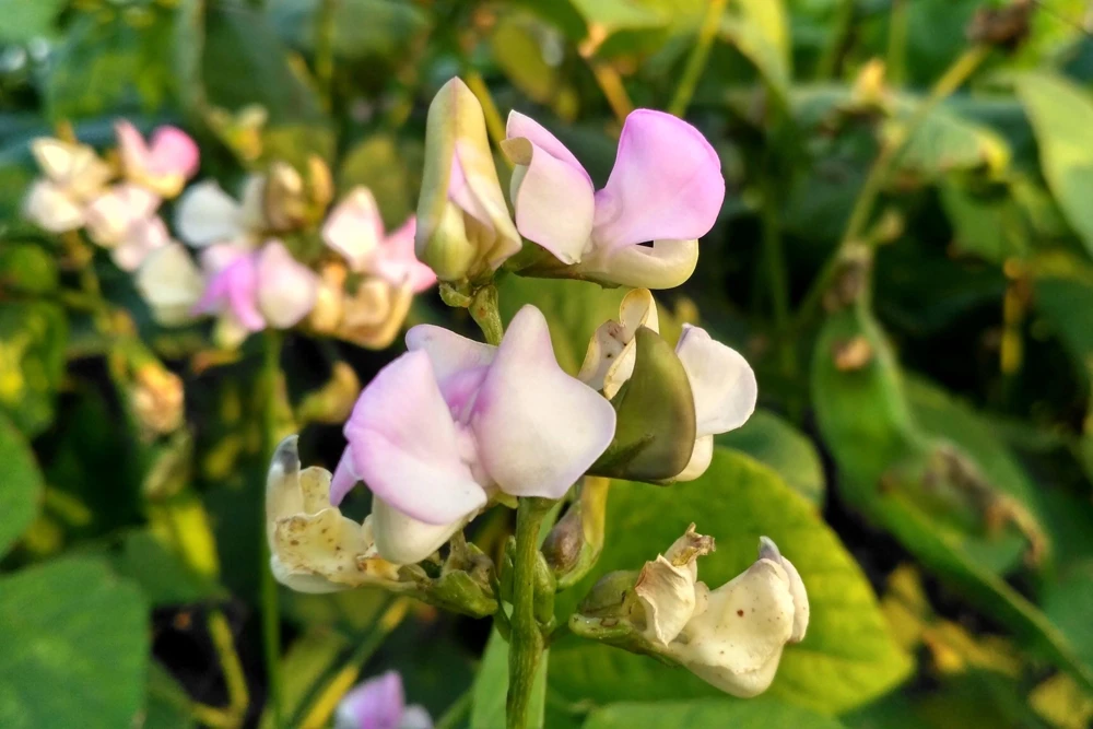 Blackeye Pea Seeds - 100 Vigna Unguiculata Southern Cowpea Vegetable Seeds - Image 5