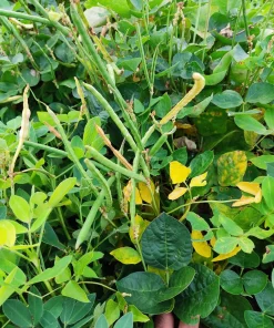 Blackeye Pea Seeds - 100 Vigna Unguiculata Southern Cowpea Vegetable Seeds - Image 6