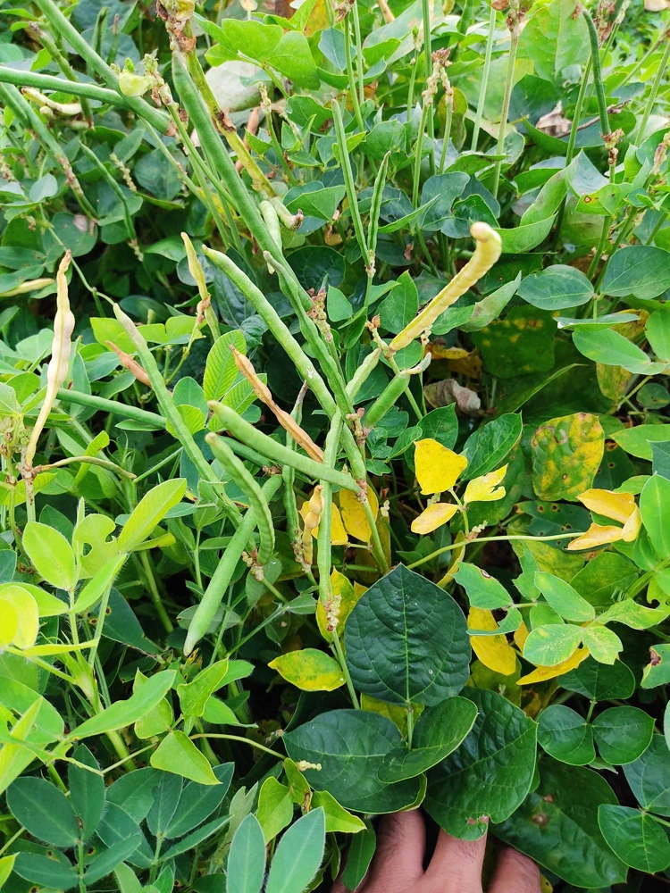 Blackeye Pea Seeds - 100 Vigna Unguiculata Southern Cowpea Vegetable Seeds - Image 6