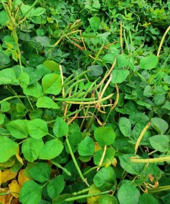 Blackeye Pea Seeds - 100 Vigna Unguiculata Southern Cowpea Vegetable Seeds - Image 7