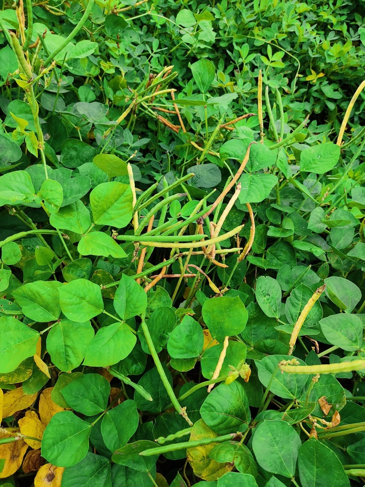 Blackeye Pea Seeds - 100 Vigna Unguiculata Southern Cowpea Vegetable Seeds - Image 7