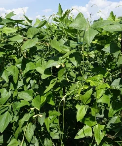 Blackeye Pea Seeds - 100 Vigna Unguiculata Southern Cowpea Vegetable Seeds - Image 8