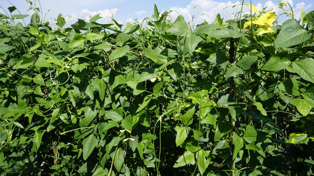 Blackeye Pea Seeds - 100 Vigna Unguiculata Southern Cowpea Vegetable Seeds - Image 8
