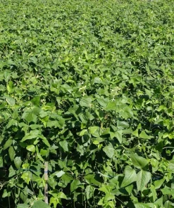 Blackeye Pea Seeds - 100 Vigna Unguiculata Southern Cowpea Vegetable Seeds - Image 9