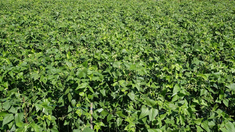 Blackeye Pea Seeds - 100 Vigna Unguiculata Southern Cowpea Vegetable Seeds - Image 9