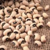 Blackeye Pea Seeds - 100 Vigna Unguiculata Southern Cowpea Vegetable Seeds - Image 1