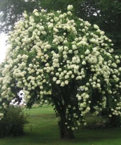 Blackhaw Viburnum Live Plant - 2 Shrubs, 10-16