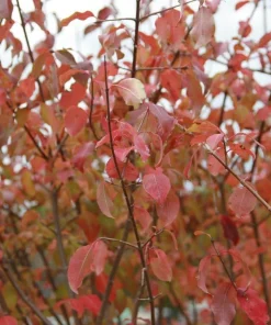 Blackhaw Viburnum Live Plant - 2 Shrubs, 10-16