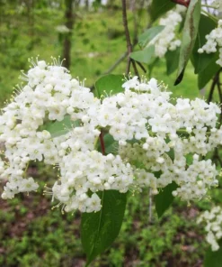 Blackhaw Viburnum Live Plant - 2 Shrubs, 10-16