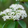 Blackhaw Viburnum Live Plant - 2 Shrubs, 10-16" Tall, Quart Pots - Image 1