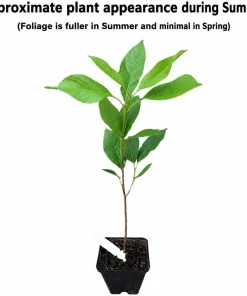 Blackhaw Viburnum Shrub Live Plant - 10-16