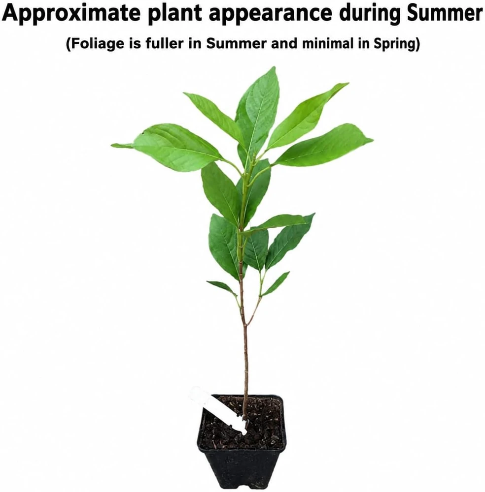 Blackhaw Viburnum Shrub Live Plant - 10-16" Tall - Quart Pot - Edible Berries - Image 2