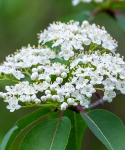 Blackhaw Viburnum Shrub Live Plant - 10-16