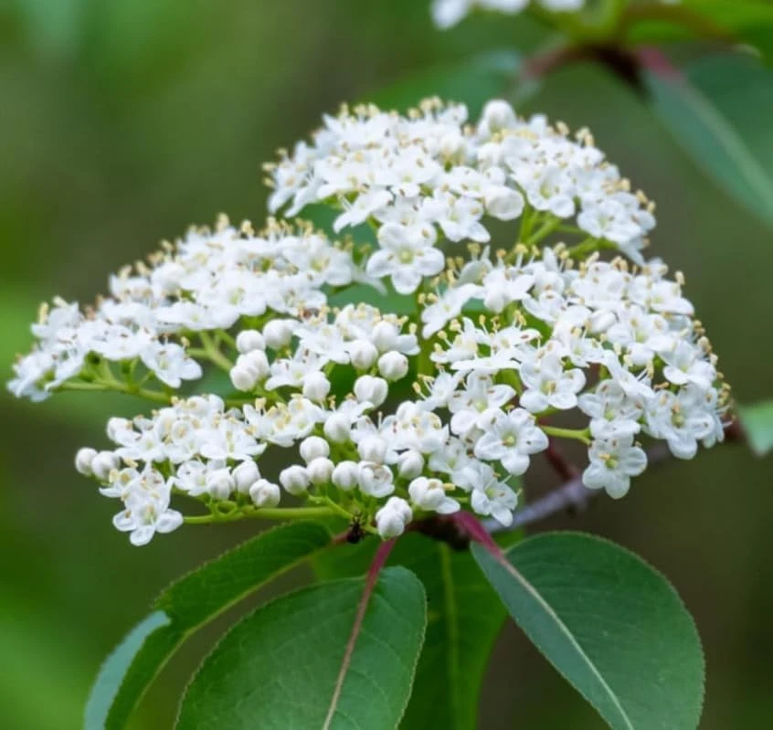 Blackhaw Viburnum Shrub Live Plant - 10-16" Tall - Quart Pot - Edible Berries - Image 4