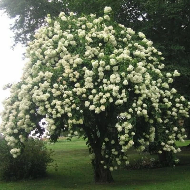Blackhaw Viburnum Shrub Live Plant - 10-16" Tall - Quart Pot - Edible Berries - Image 5