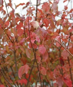 Blackhaw Viburnum Shrub Live Plant - 10-16