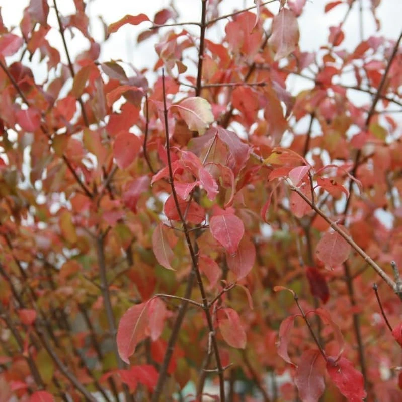 Blackhaw Viburnum Shrub Live Plant - 10-16" Tall - Quart Pot - Edible Berries - Image 6