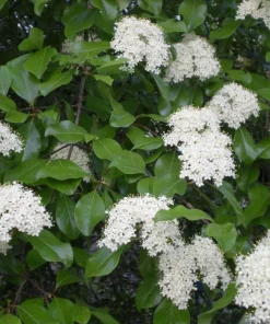 Blackhaw Viburnum Shrub Live Plant - 10-16