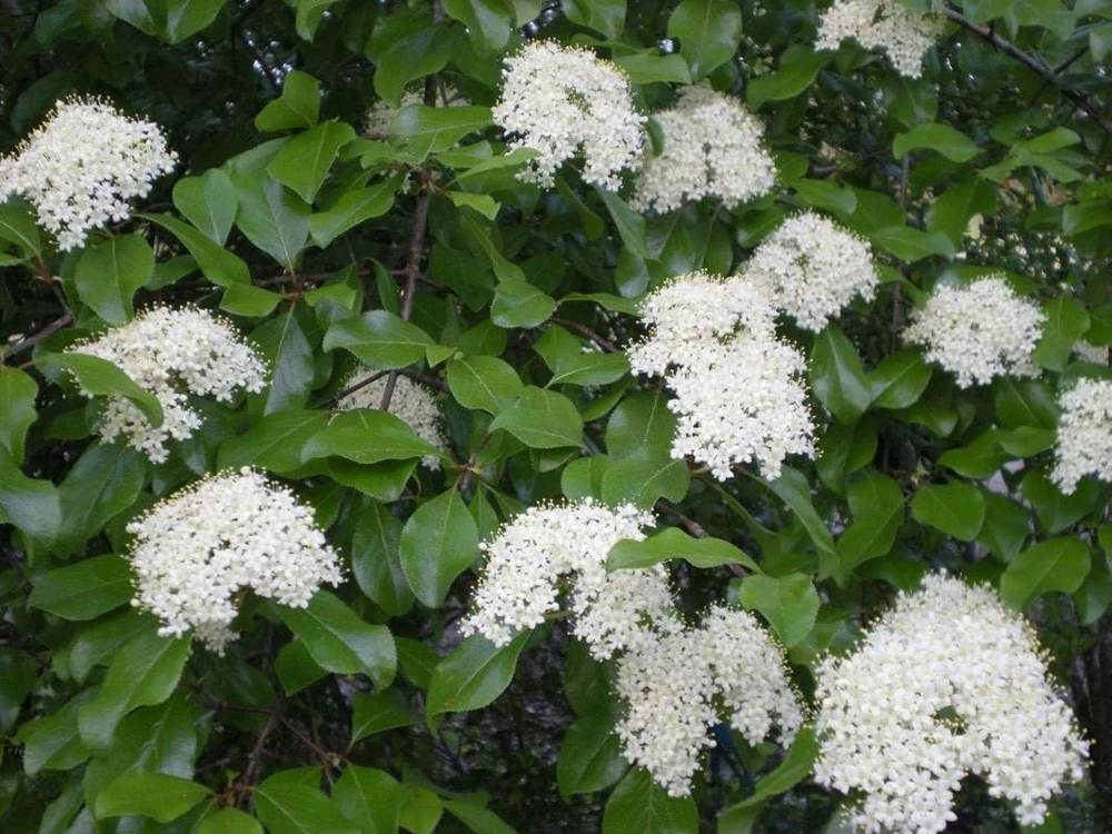 Blackhaw Viburnum Shrub Live Plant - 10-16" Tall - Quart Pot - Edible Berries - Image 7