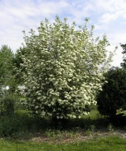 Blackhaw Viburnum Shrub Live Plant - 10-16