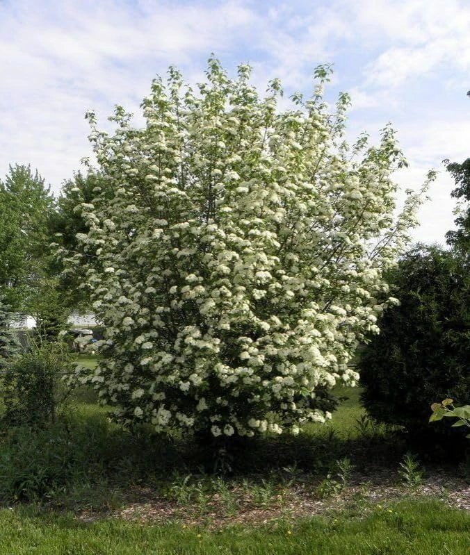 Blackhaw Viburnum Shrub Live Plant - 10-16" Tall - Quart Pot - Edible Berries - Image 8