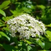 Blackhaw Viburnum Shrub Live Plant - 10-16" Tall - Quart Pot - Edible Berries - Image 1