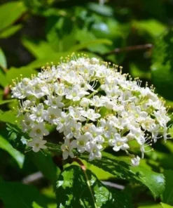 Blackhaw Viburnum Shrub Live Plant - 10-16