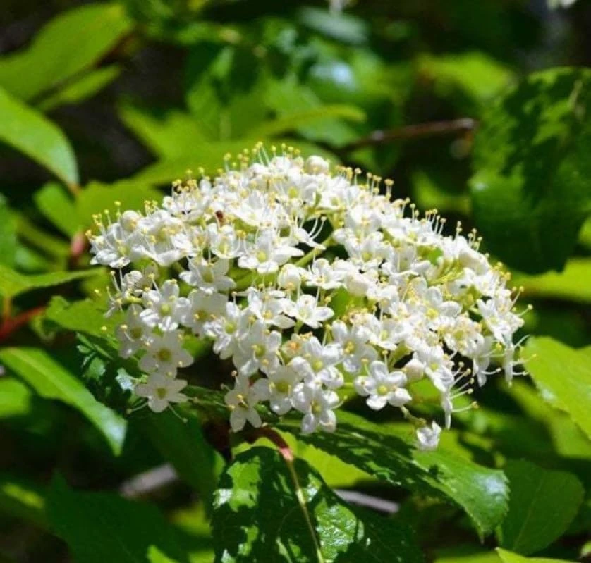 Blackhaw Viburnum Shrub Live Plant - 10-16" Tall - Quart Pot - Edible Berries - Image 1